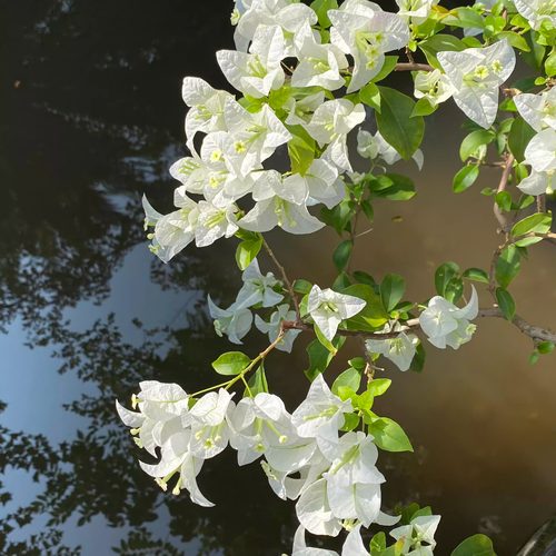 百花园 【白雪公主】三角梅原生扦插正版袋苗四季勤花飘枝爬藤