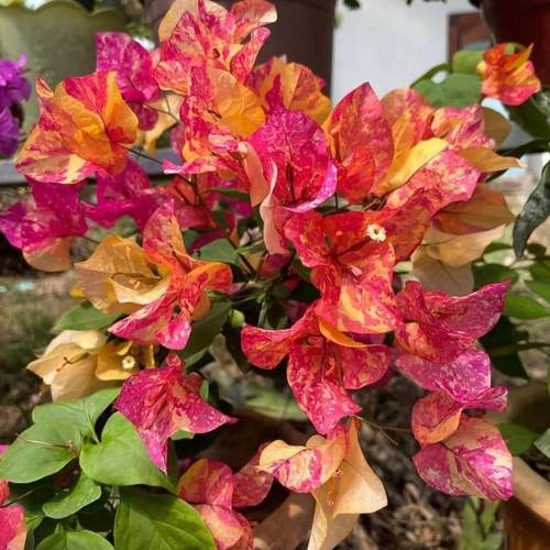 百花园 【阿达娜三角梅】原生扦插正版袋苗四季开花飘枝爬藤好养