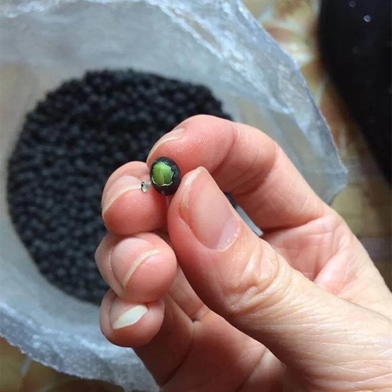 年绿芯大黑豆5斤/250g农家老品种大黑豆五谷杂粮豆浆醋泡黑豆