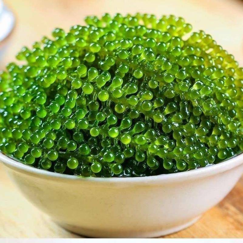 儿童海葡萄绿色鱼子酱即食泡发爆珠零食新鲜盐渍海葡萄官方旗舰店