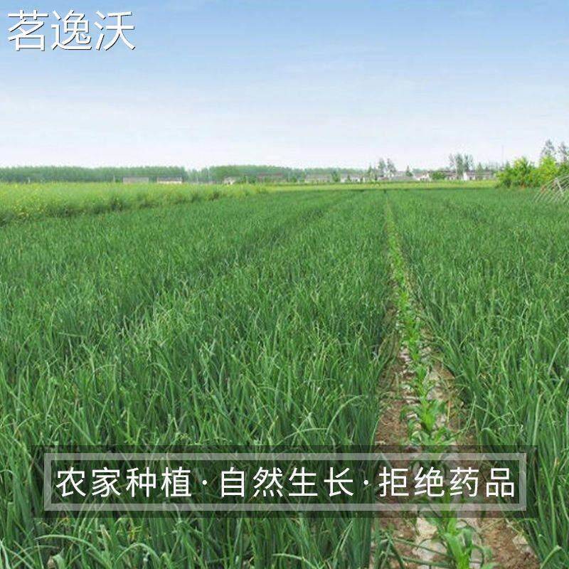 糖醋蒜1-5斤装 酱油红糖蒜新鲜大蒜淹渍糖蒜泡蒜咸蒜酱腌菜下饭菜