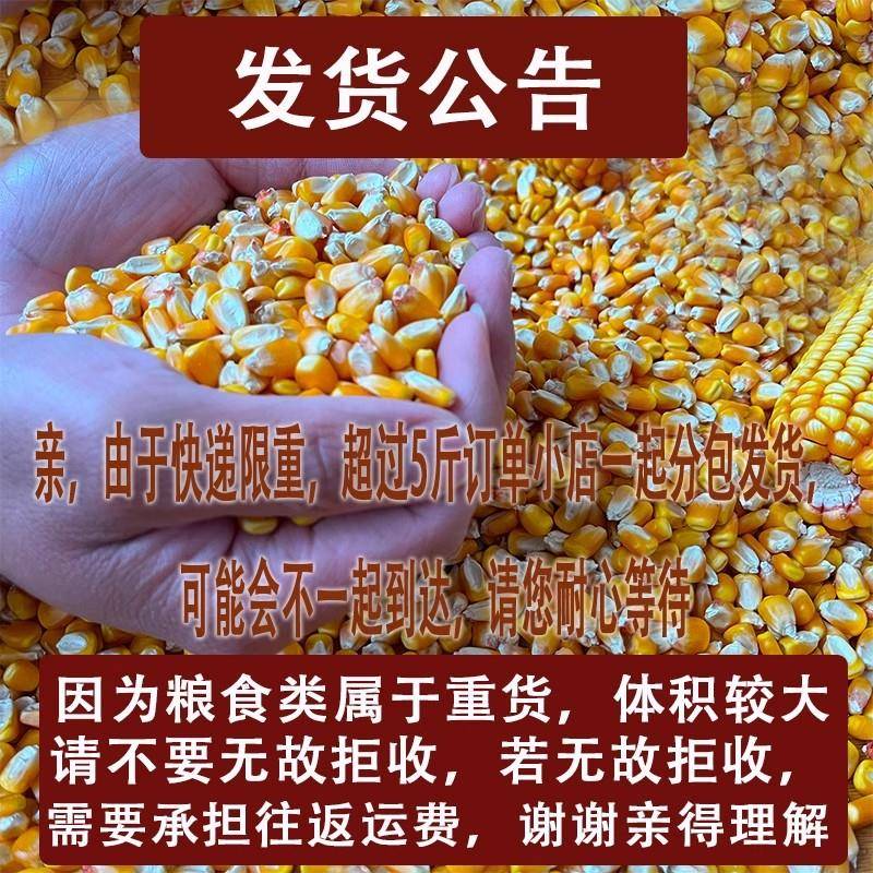 山东普通农家老玉米干玉米粒杂粮酿酒磨面钓鱼打窝喂鸡鸭鹅鸽子鸟