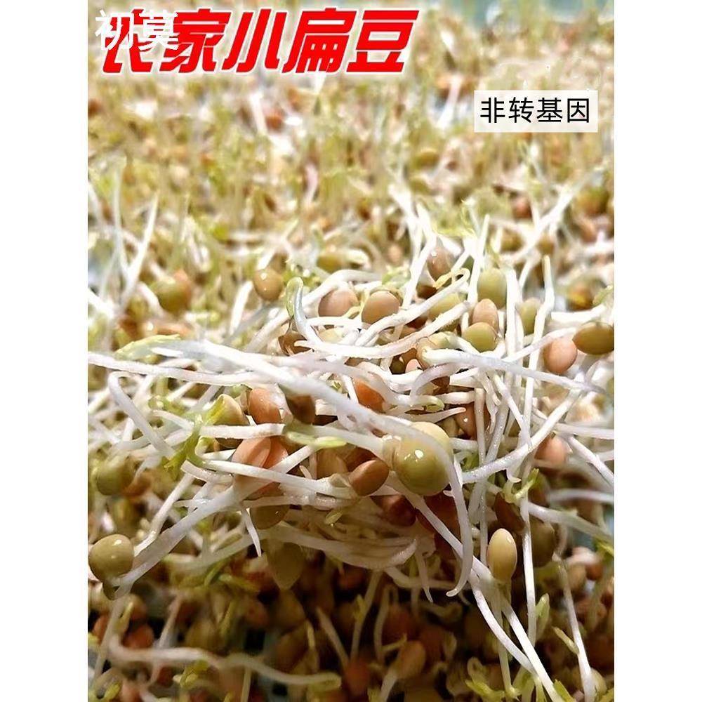 发芽专用小扁豆甘肃特产农家高原金豌豆兵豆绿扁豆五谷杂粮扁豆子