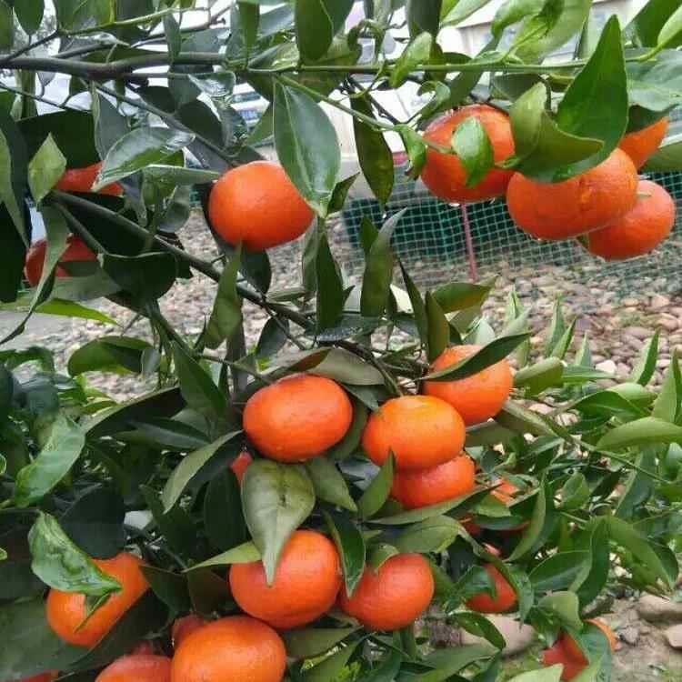 正宗内江桔饼橘红老式桔子饼橘饼金桔蜜饯桔红四川红橘饼500g包邮