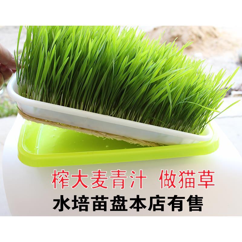 新大麦粒5斤带壳皮做麦芽糖大麦茶原料发芽苗榨汁可酿酒