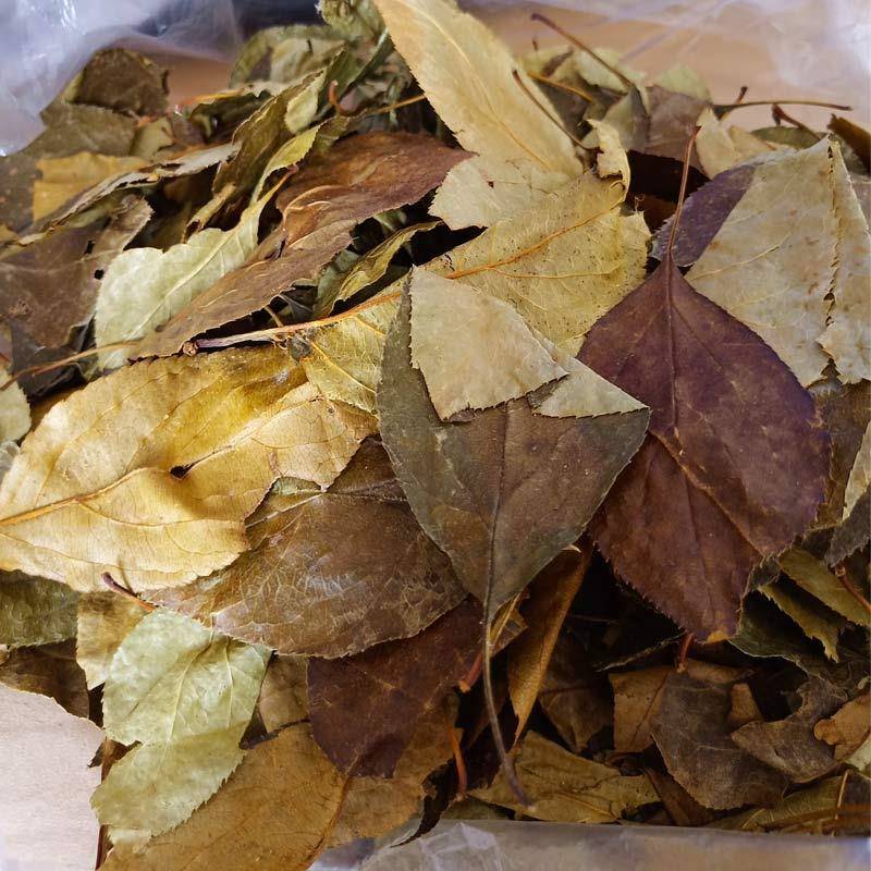 湖北特产一匹罐茶叶三皮罐茶凝清茶海棠清火茶大花红茶凉茶大叶茶