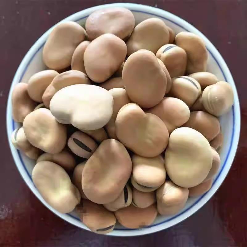 新货云南干蚕豆农家新鲜干胡豆五谷杂粮生蚕豆罗汉豆白皮蚕豆