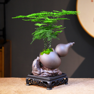 常青 文竹盆栽云片竹绿植盆栽桌面小盆景办公客厅好养观赏摆件四季