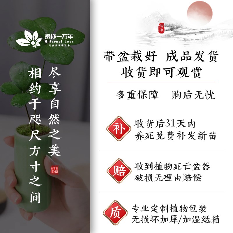 优选哥铁c树幸运四叶草迷你小盆栽水培植物办公室桌面禅意绿植盆.