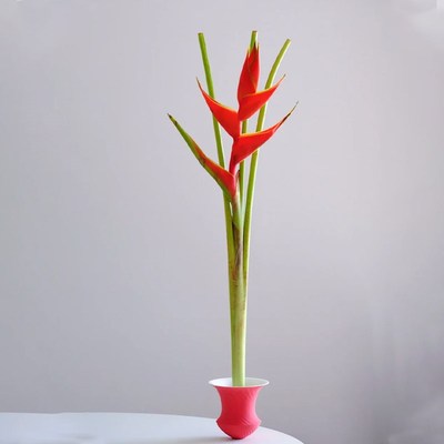 优选贵鸟花鲜花云南基地直发w室内水培绿植花卉新鲜插花蝎尾蕉鲜!