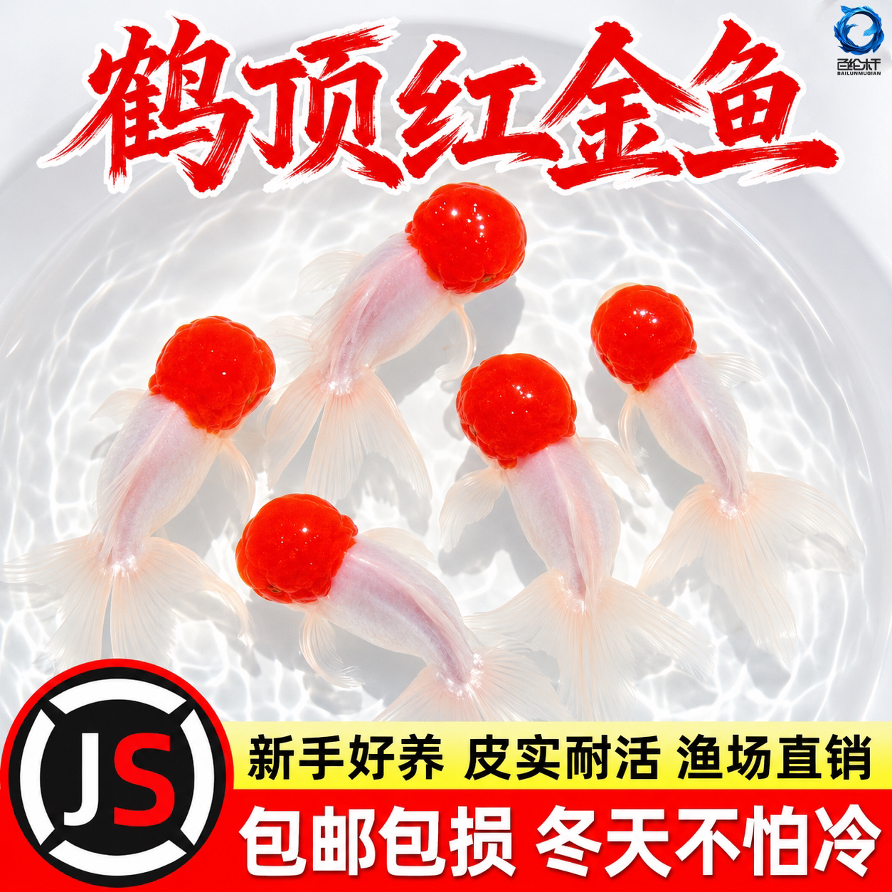 鸿运当头鱼金鱼活鱼观赏鱼鹤顶红狮子头丹顶冷水鱼淡水好养耐活鱼