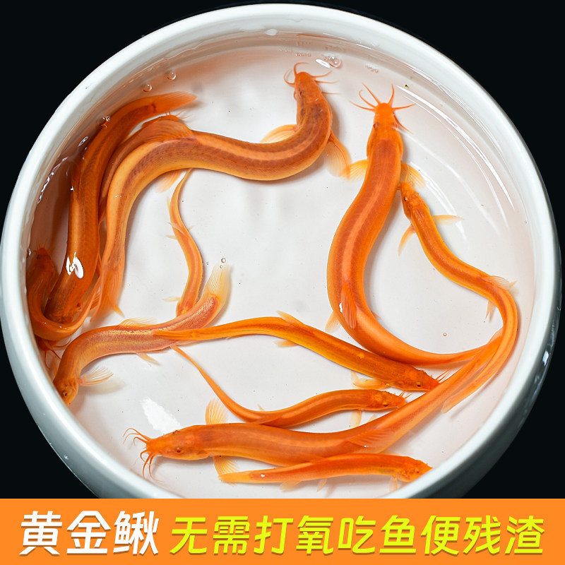 黄金泥鳅冷水观赏鱼淡水黄金泥鳅鱼缸清道夫清洁工具鱼好养耐活鱼图片