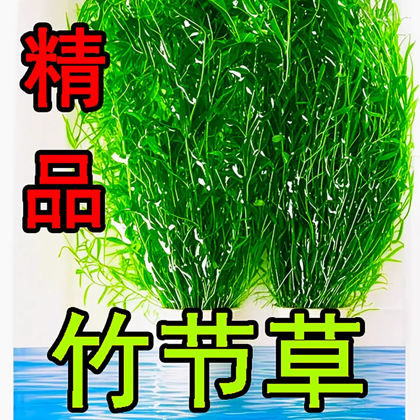 印度竹节草新手懒人水草植物孔雀鱼虾躲避中后景淡水增氧净化水质