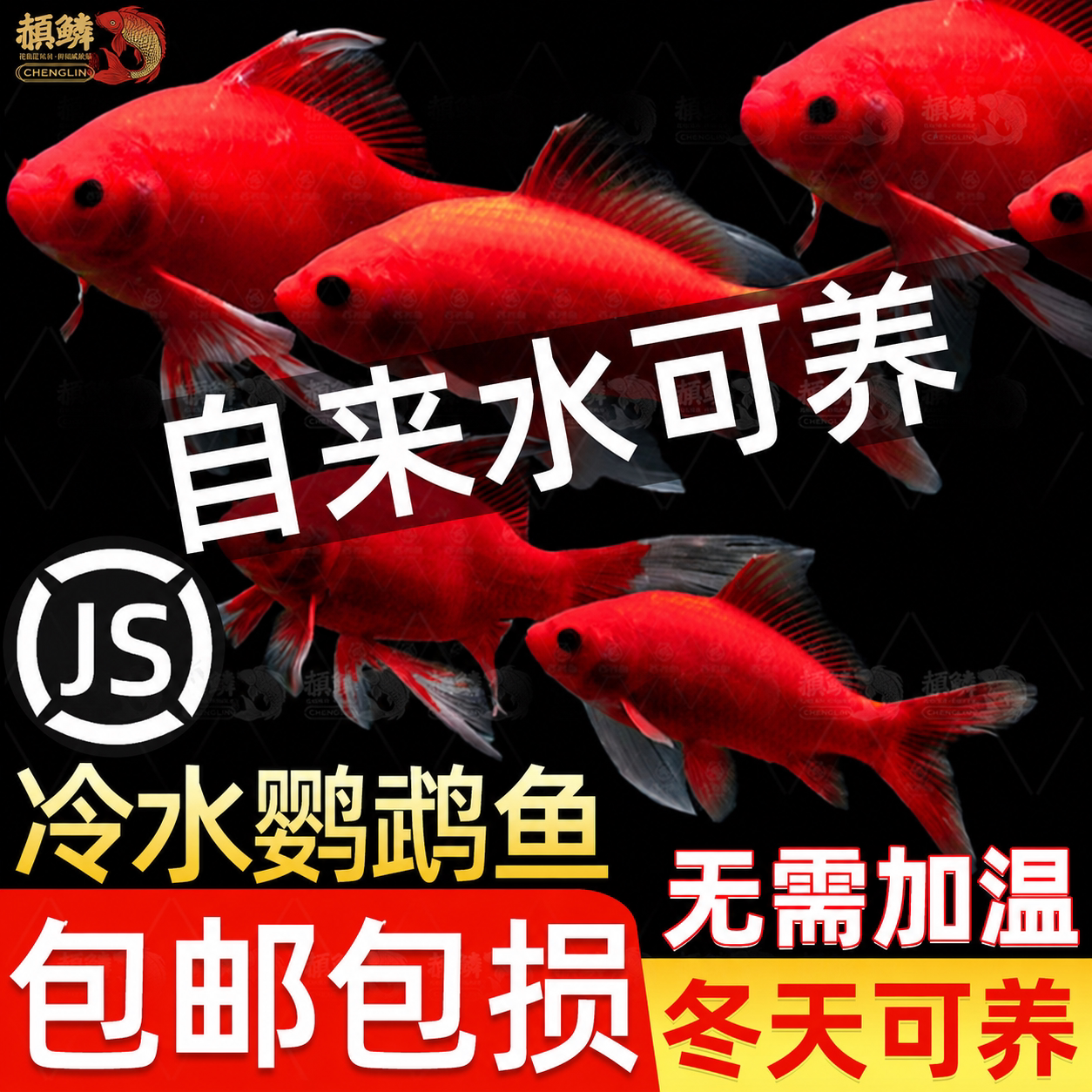 冷水鹦鹉鱼耐活红鱼淡水好养易活冷水鱼苗观赏鱼活鱼金鱼耐活锦鲤
