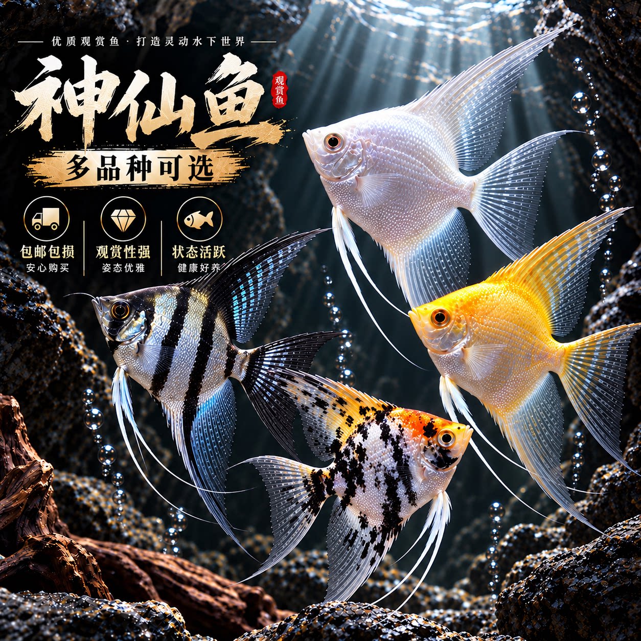 七彩神仙鱼观赏鱼活体热带大型燕鱼秘鲁埃及好养淡水小型鱼淡水鱼