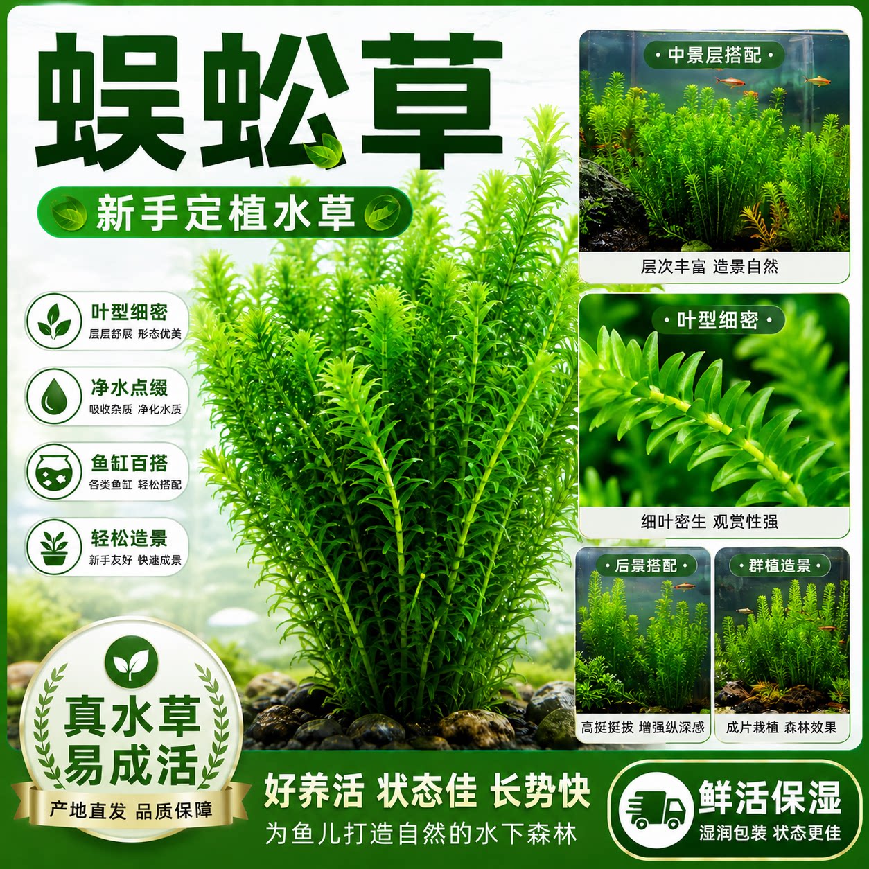 蜈蚣草鱼缸新手真水草鱼缸造景水草鱼缸摆件增氧净水美化鱼缸绿菊