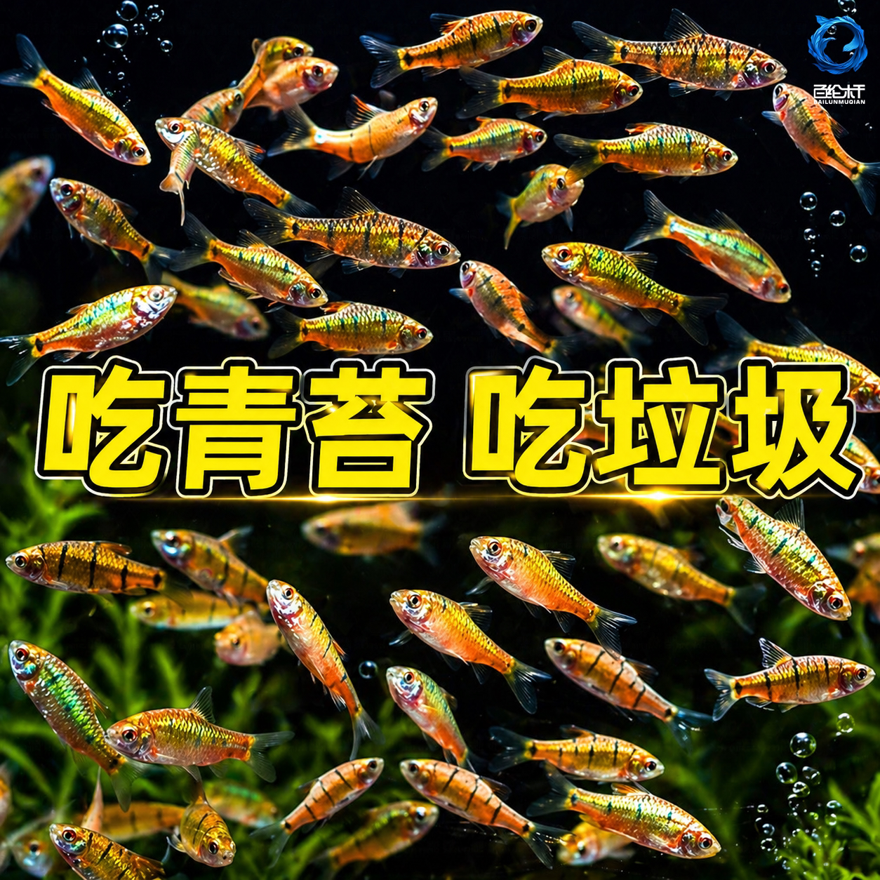 小鲃鱼中国斗鱼伴侣条纹小鲃原生鱼冷水淡水小鱼苗耐寒群游观赏鱼