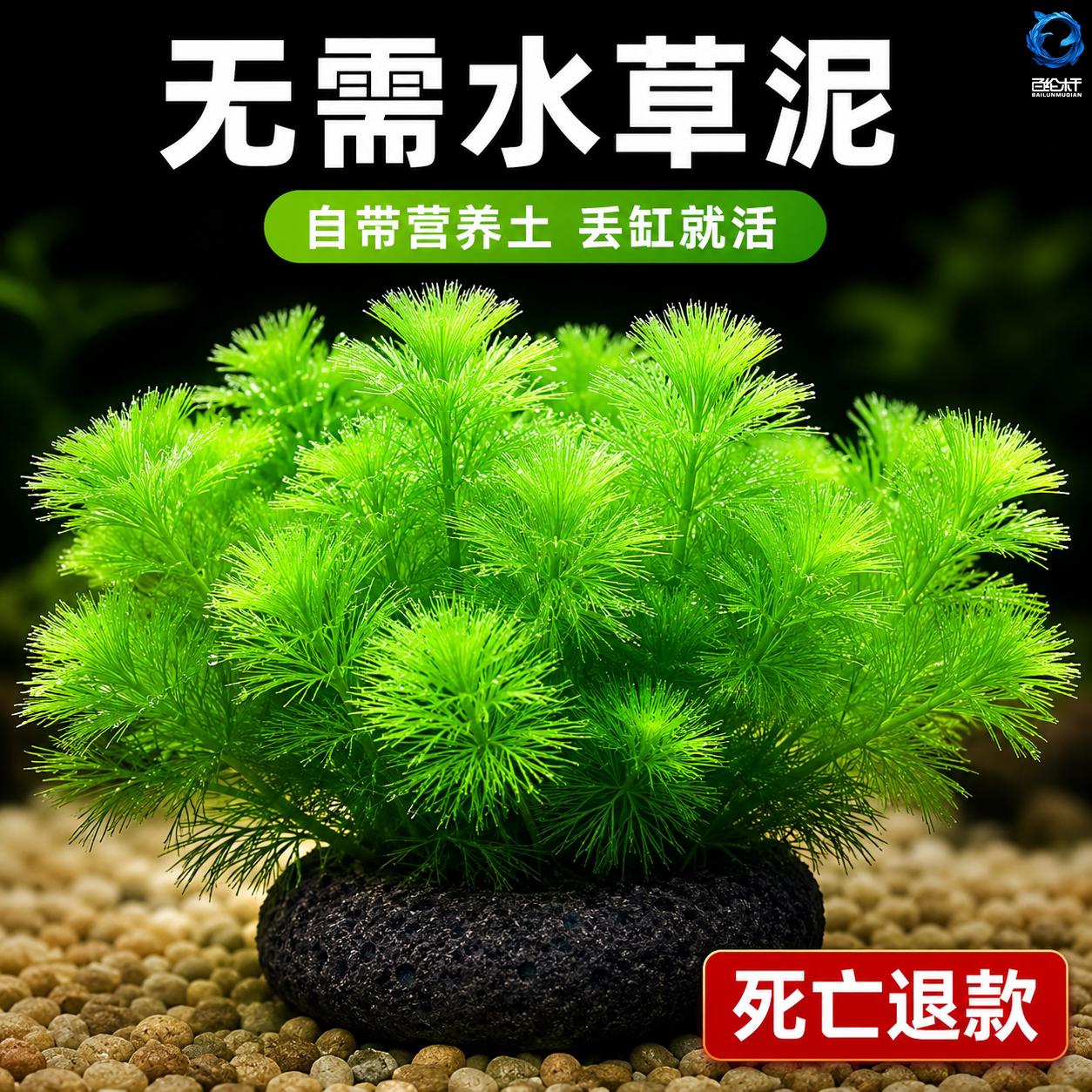 绿菊小坨草鱼缸乌龟缸造景专用水草植物增氧净化水质阴性后景真草