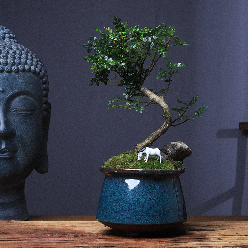 清香木盆栽老桩室内桌面植物办公室绿植好养胡椒木驱蚊提神盆景