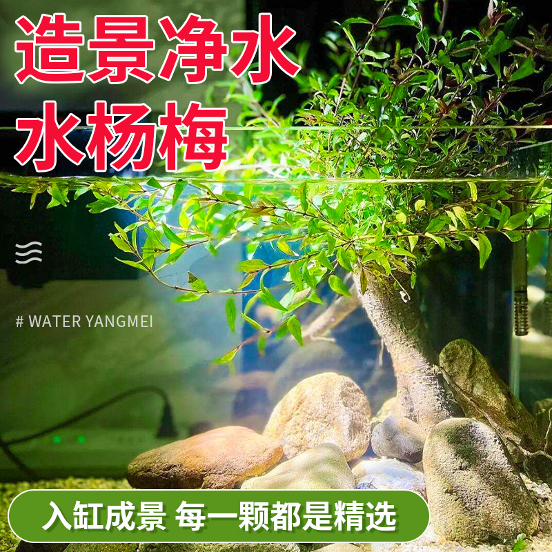 水杨梅鱼缸造景挺水植物溪流缸乌龟原生缸装饰真树净水培好养盆装