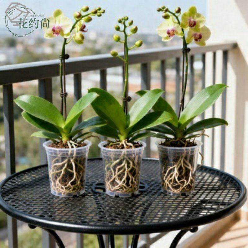 蝴蝶兰花苗带花剑带花苞盆栽兰花大苗客厅吸色阳台花卉全年好养活,鲜花速递/花卉仿真/绿植园艺,造型盆景,淘宝优惠券,粉丝福利购,淘宝优惠卷