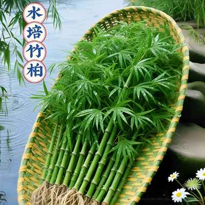 水培驱蚊竹柏植物室内水养绿植花卉盆栽办公室桌面四季常青好养活