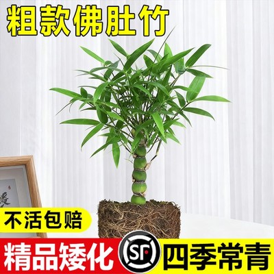 罗汉竹佛肚竹盆栽老桩四季常青矮化竹子盆景室内客厅庭院绿植好养