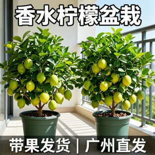 柠檬树盆栽带果可食用香水柠檬绿植老桩盆景好养四季花卉阳台种植