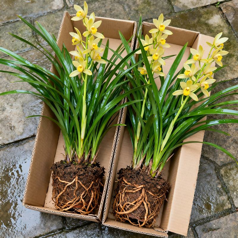 墨兰苗兰花盆栽名贵花卉四季常青盆景办公室内桌面植物易活小绿植