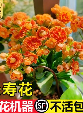 进口金狐狸长寿花盆栽重瓣大花精品带花包对版过年花卉室内植物花