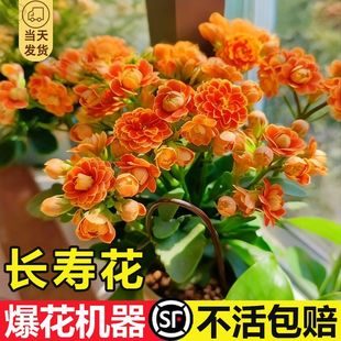 进口金狐狸长寿花盆栽重瓣大花精品带花包对版过年花卉室内植物花