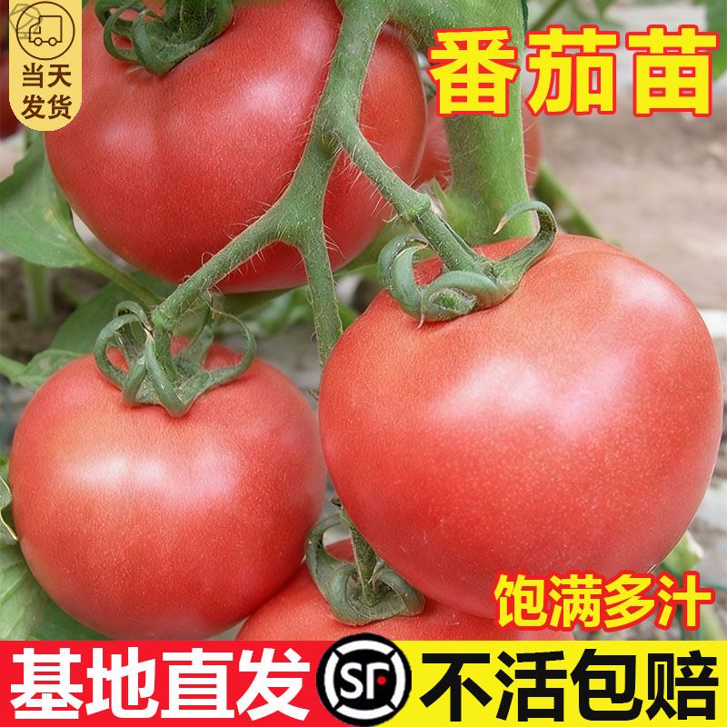 老品种番茄苗秧沙瓤西红柿苗毛粉柿子幼苗嫁接树苗四季盆栽蔬菜苗