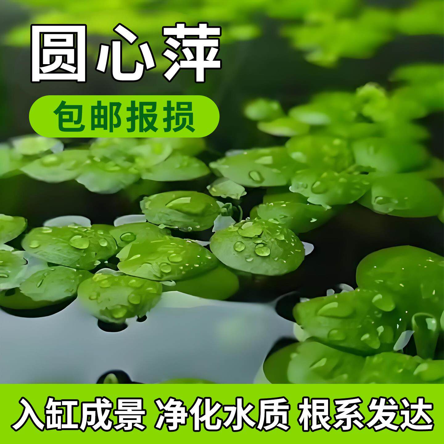 圆心萍浮萍水培绿植净化水质庭院办公室鱼虾龟缸漂浮水草造景增氧