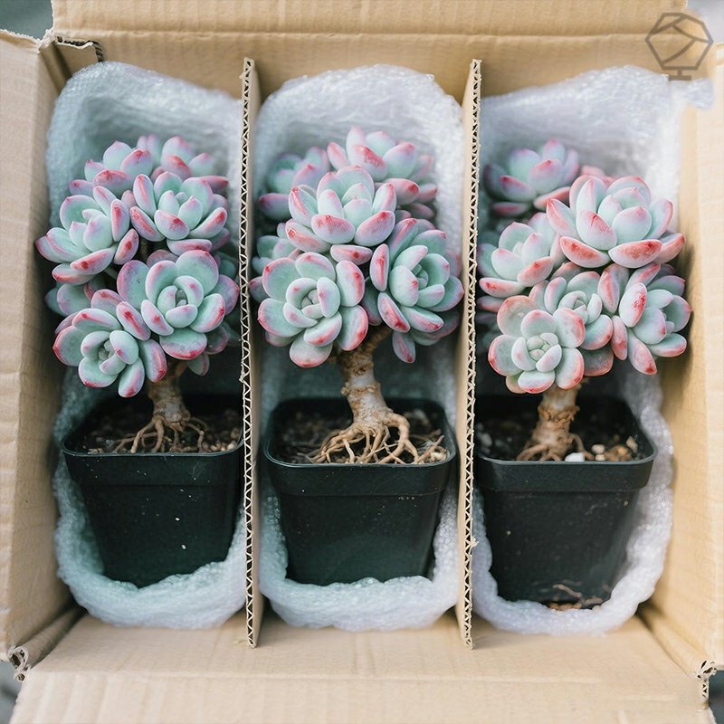 蓝苹果多头群生多肉鸡蛋美人玉坠盆栽办公室创意绿植肉肉老桩淡雪,鲜花速递/花卉仿真/绿植园艺,月季/蔷薇/玫瑰,淘宝优惠券,粉丝福利购,淘宝优惠卷