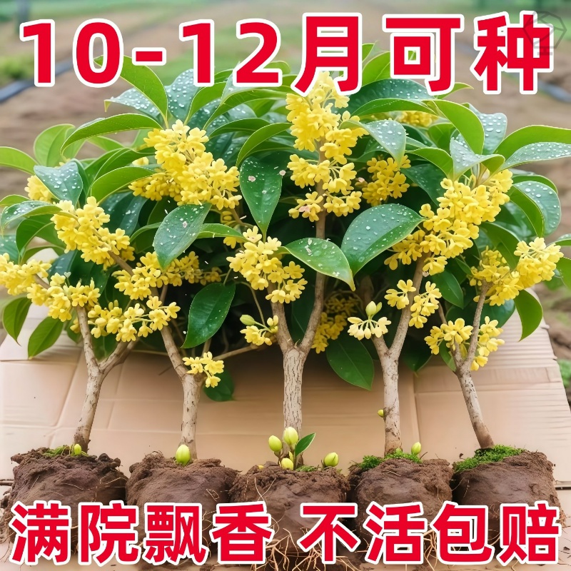 桂花盆栽浓香型桂花苗树苗南北方耐寒花卉庭院常青植物当年开花