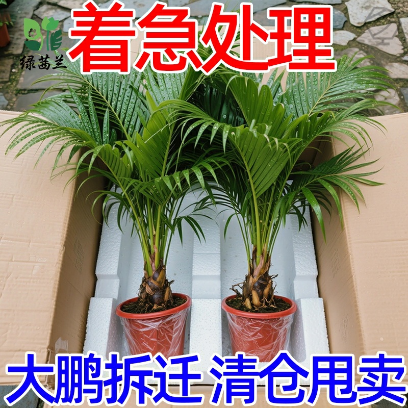 散尾葵植物盆栽客厅办公室落地凤尾竹室内大型绿植四季天堂鸟花卉