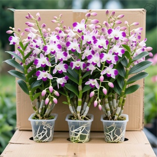 泼墨石斛兰花期带花苞香水石斛兰盆栽室内绿植阳台花卉四季好养