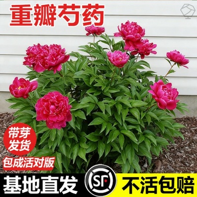 耐寒重瓣观赏芍药花苗种根带芽庭院易活室内阳台盆栽牡丹花卉植物