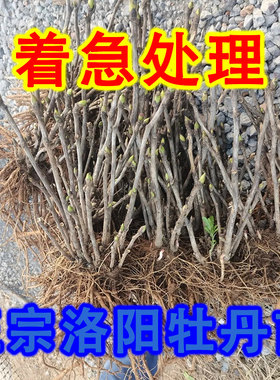 牡丹花苗盆栽大苗庭院地栽阳台洛阳牡丹花花卉四季牡丹花树苗