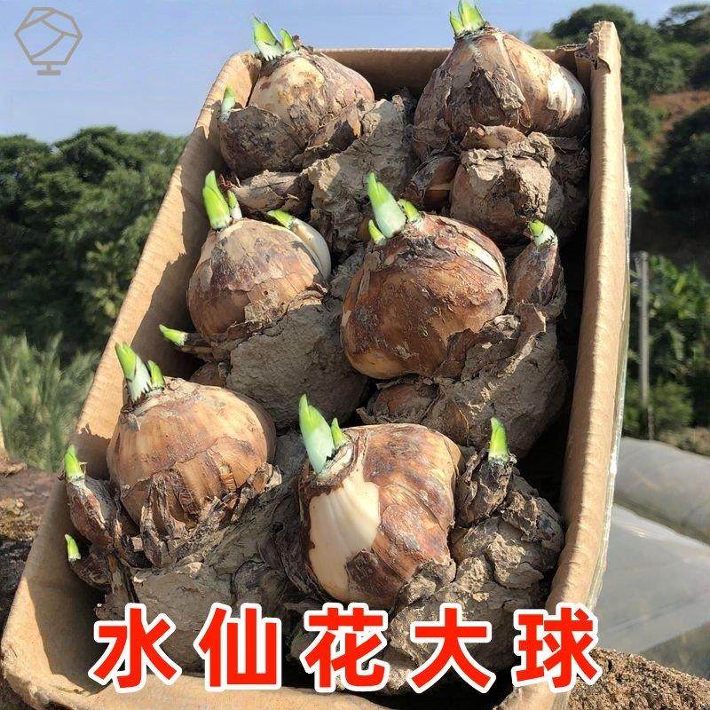 【爆品】水仙花水培四季开花盆栽耐寒植物室内易养活花卉绿植盆栽,鲜花速递/花卉仿真/绿植园艺,造型盆景,淘宝优惠券,粉丝福利购,淘宝优惠卷
