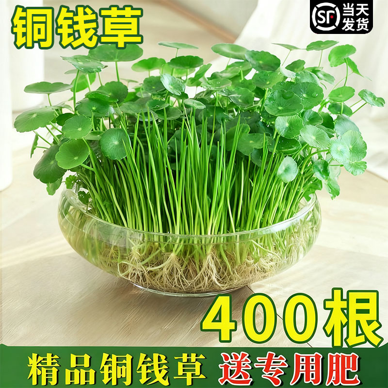 铜钱草水培植物水养懒人花卉室内小绿植盆栽金钱草四季好养活带叶