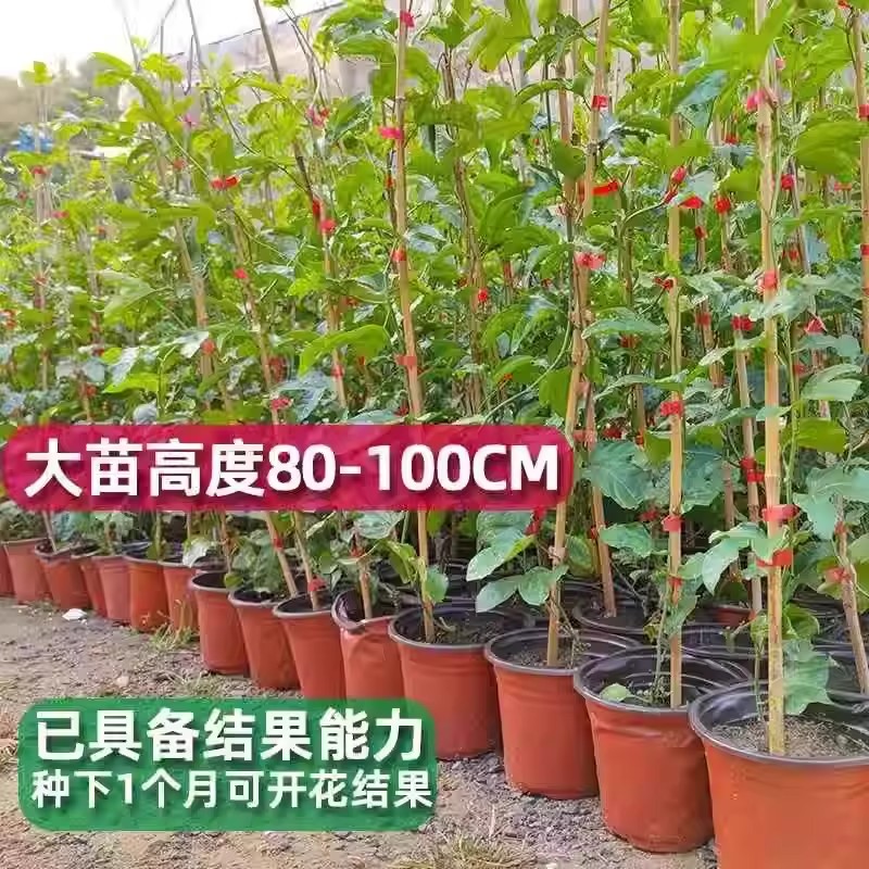 【1米特大苗】钦蜜9号黄