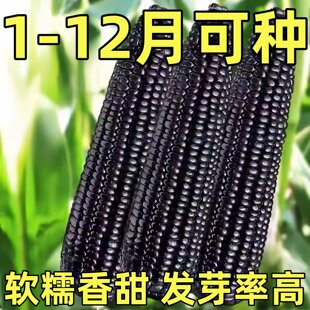 四季超甜黑甜糯玉米种子黑糯甜脆玉米种子高产庭院大田蔬菜种子孑