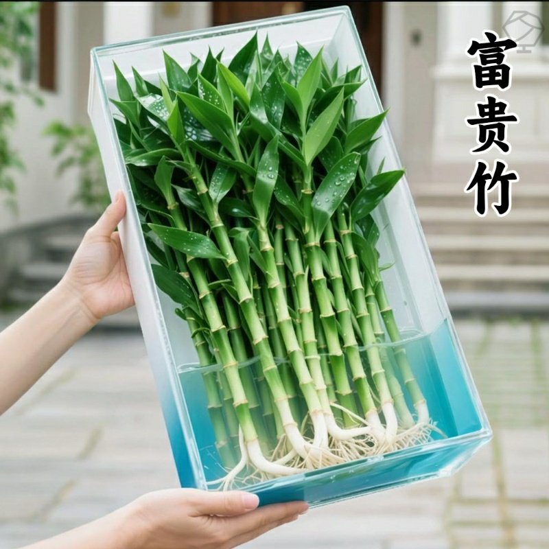 富贵竹水培植物水竹子盆栽带根水养室内四季好养客厅绿植花卉粗杆