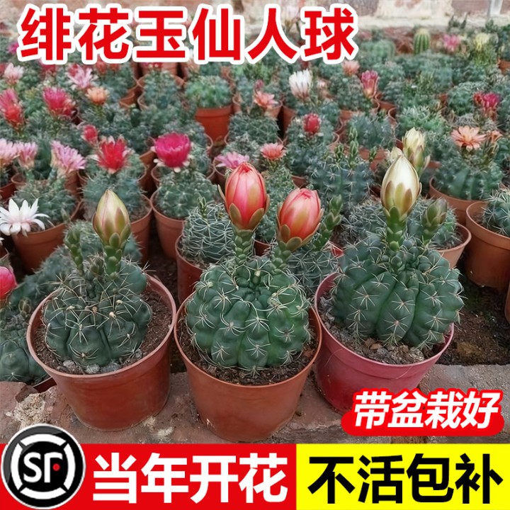 绯花玉仙人球带花苞实生室内花卉办公室桌面盆栽四季开花多肉植物