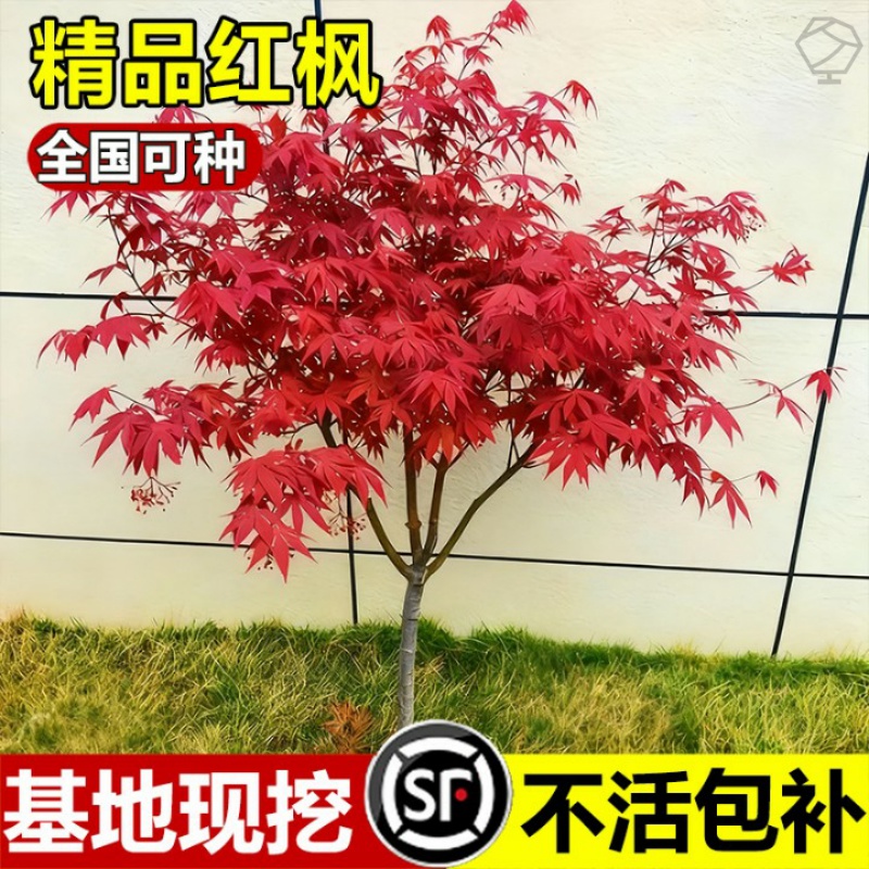 日本红枫树苗四季红舞姬盆栽中国红枫庭院别墅绿化植物耐寒好养活