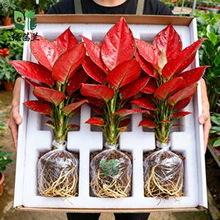 如意皇后盆栽吉利红室内桌面好养水培小绿植适合懒人养的植物好养