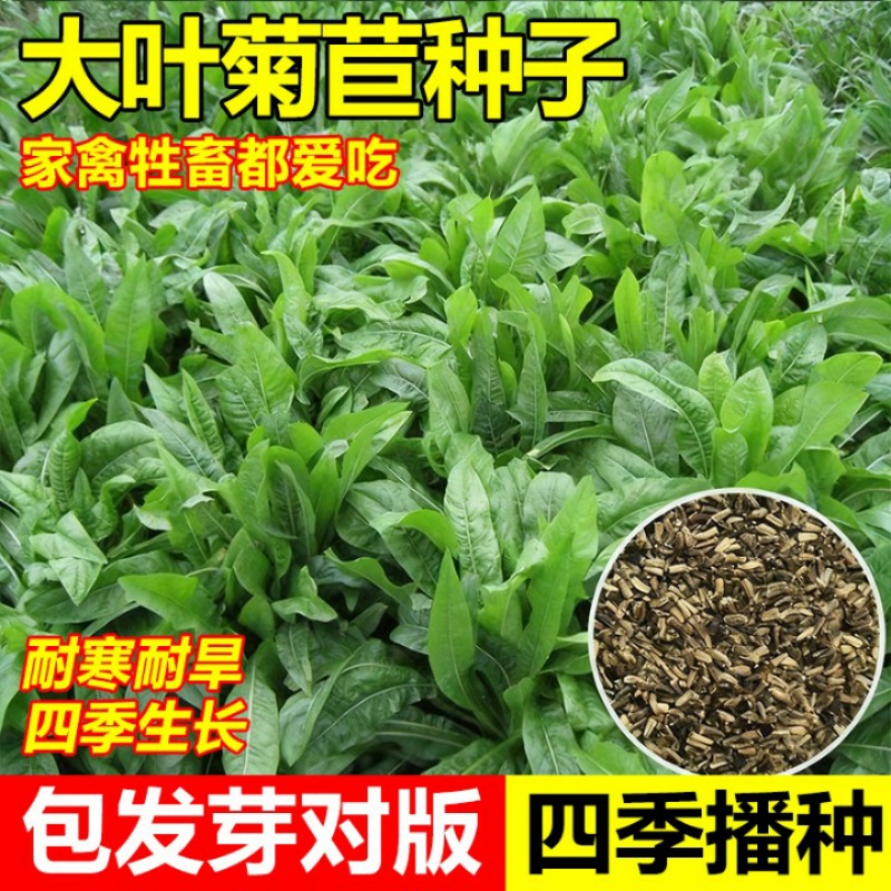 大叶菊苣四季牧草种子耐寒多年生牧草种养殖鹅菜鸭菜兔子草养鸡草