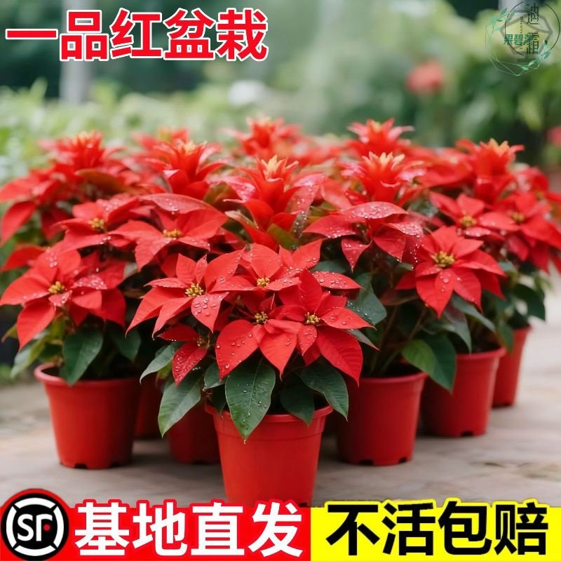 红叶一品红盆栽四季红植物室内带花花卉客厅年宵花好养易成活绿植,鲜花速递/花卉仿真/绿植园艺,月季/蔷薇/玫瑰,淘宝优惠券,粉丝福利购,淘宝优惠卷