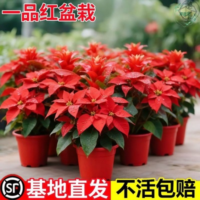 红叶一品红盆栽四季红植物室内带花花卉客厅年宵花好养易成活绿植
